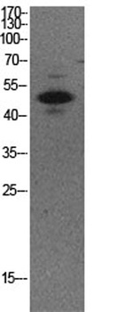 p53 (Acetyl Lys373) antibody