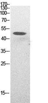 p53 (Acetyl Lys382) antibody