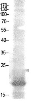 NF-E4 (Acetyl Lys43) antibody