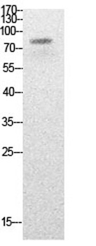 PCAF (Acetyl Lys428) antibody