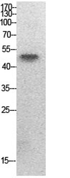 PTEN (Acetyl Lys402) rabbit pAb