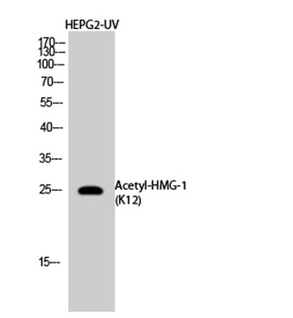 HMG-1 (Acetyl Lys12) antibody
