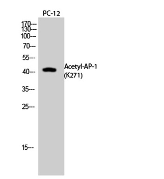 AP-1 (Acetyl Lys271) antibody