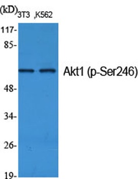 Akt1 (phospho-Ser246) antibody