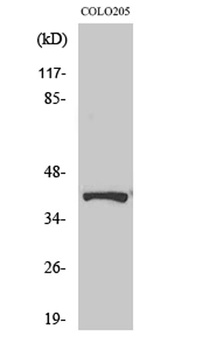 AMPKbeta1 (phospho-Ser182) antibody