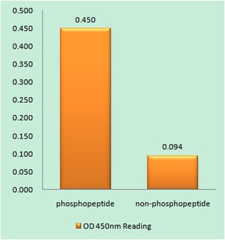 AMPKβ1 (phospho Ser182) rabbit pAb Antibody