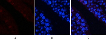AP-1 (phospho Ser63) rabbit pAb
