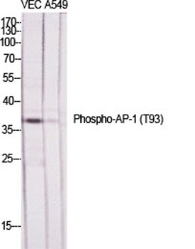 AP-1 (phospho-Thr93) antibody