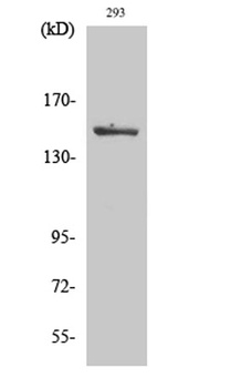 ASK 1 (phospho-Ser966) antibody