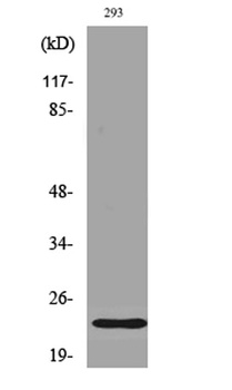 Bad (phospho-Ser112) antibody