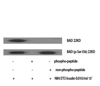 Bad (phospho-Ser136) antibody