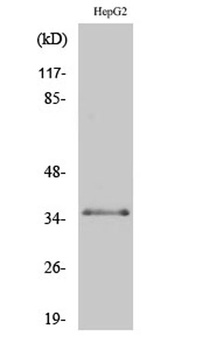 C/EBP beta (phospho-Thr235) antibody