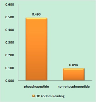 Calnexin (phospho Ser583) rabbit pAb Antibody