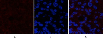 Catenin-β (phospho Ser37) rabbit pAb