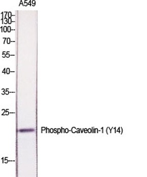 Caveolin-1 (phospho-Tyr14) antibody