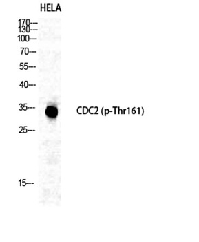 Cdc2 (phospho-Thr161) antibody