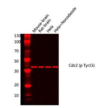 Cdc2 (phospho-Tyr15) antibody