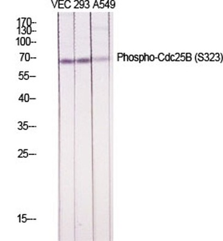 Cdc25B (phospho-Ser323) antibody