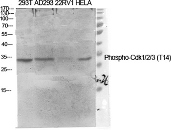 Cdk1/2/3 (phospho-Thr14) antibody