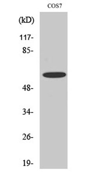 Chk2 (phospho Ser516) rabbit pAb