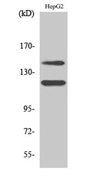 c-Kit (phospho-Tyr721) antibody