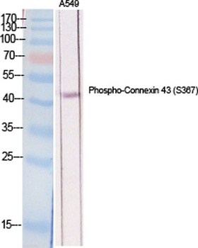 Connexin 43 (phospho-Ser368) antibody
