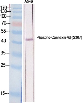 Connexin 43 (phospho Ser368) rabbit pAb