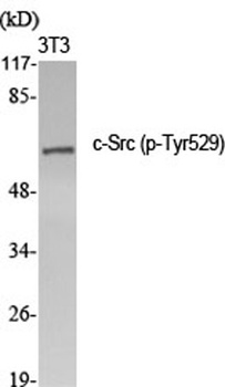 c-Src (phospho-Tyr529) antibody