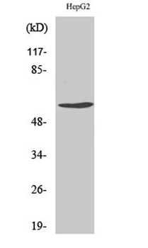 Cyclin B1 (phospho Ser126) rabbit pAb