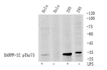 DARPP-32 (phospho-Thr75) antibody