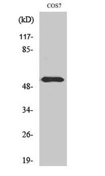 Dok-2 (phospho-Tyr299) antibody