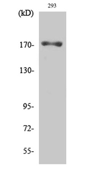 EGFR (phospho-Thr693) antibody