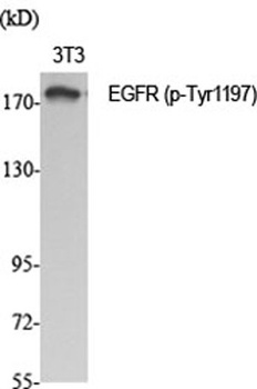 EGFR (phospho Tyr1197) rabbit pAb