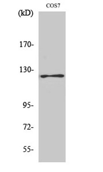 FAK (phospho-Tyr861) antibody