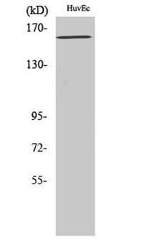 Flk-1 (phospho-Tyr1175) antibody