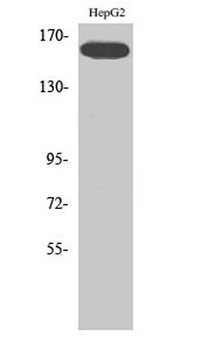 Flk-1 (phospho-Tyr1214) antibody