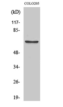 FOXO4 (phospho-Ser197) antibody
