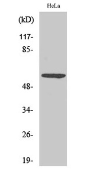 G3BP1 (phospho Ser232) rabbit pAb