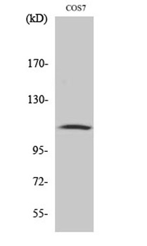 Gab 1 (phospho-Tyr627) antibody