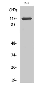 HDAC4 (phospho-Ser632) antibody