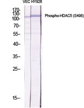 HDAC5 (phospho Ser498) rabbit pAb