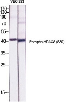 HDAC8 (phospho-Ser39) antibody