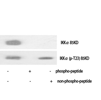 IKKalpha (phospho-Thr23) antibody