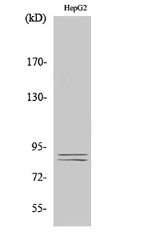 IKKalpha/beta (phospho-Ser180/181) antibody