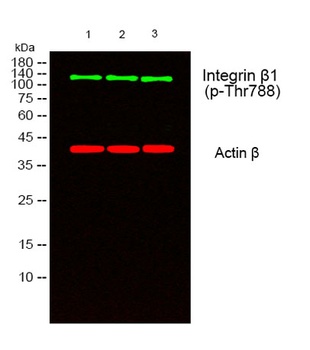 Integrin beta1 (phospho-Thr788) antibody