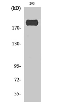 IRS-1 (phospho-Ser307) antibody