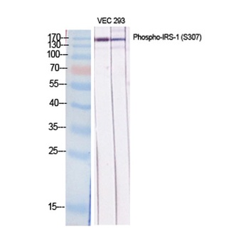 IRS-1 (phospho-Ser307) antibody