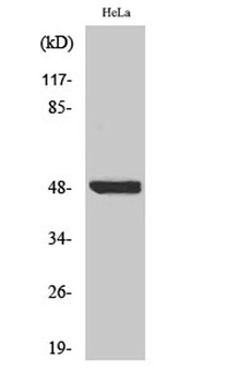 I kappa B-beta (phospho-Ser23) antibody
