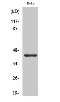Jun B (phospho-Ser259) antibody