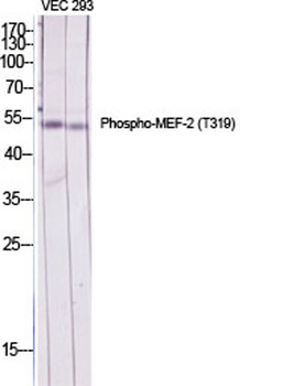 MEF-2 (phospho-Thr319) antibody